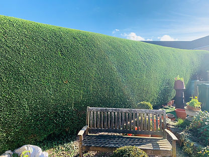 Hedge Trimming