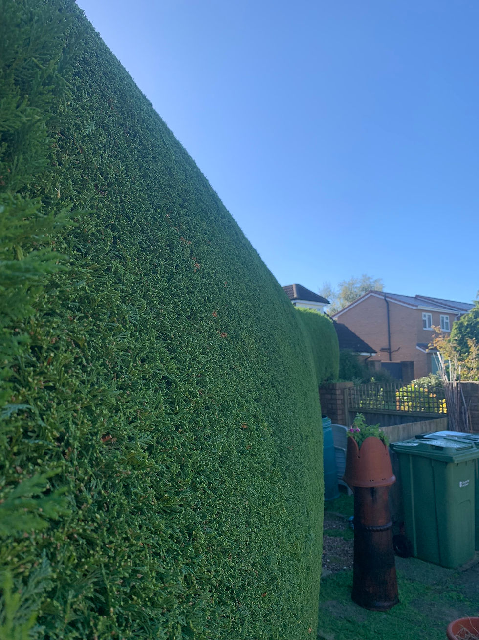 Conifer Hedge Trimming