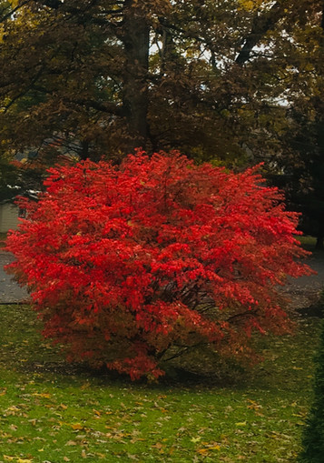 Autumn Memories