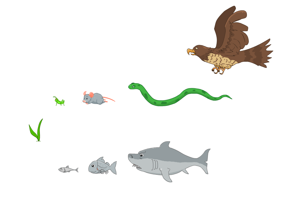 foodchain-test.gif