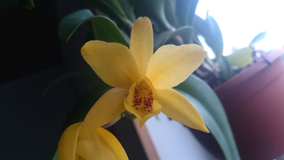 Cattleya "Gold Digger"