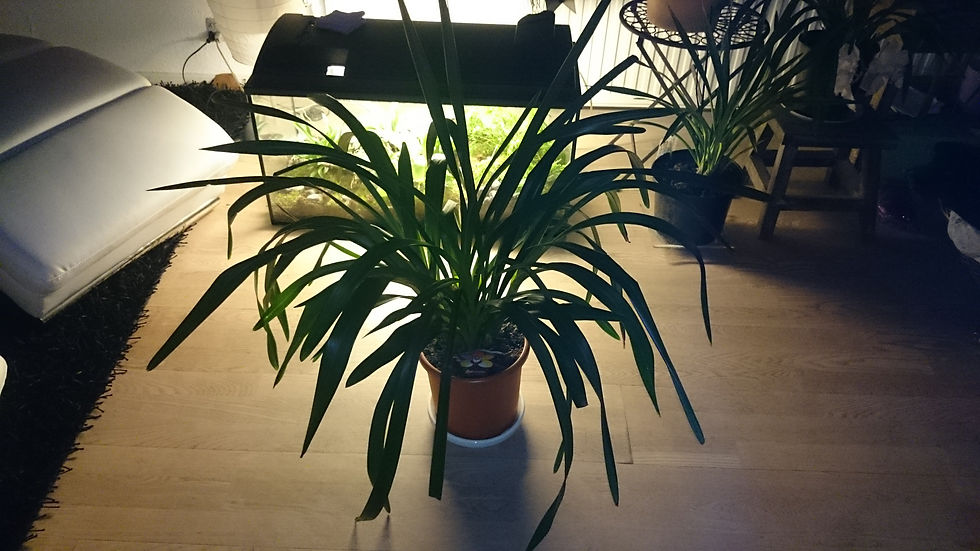 Cymbidium Hybrid "Hvid Blomst"