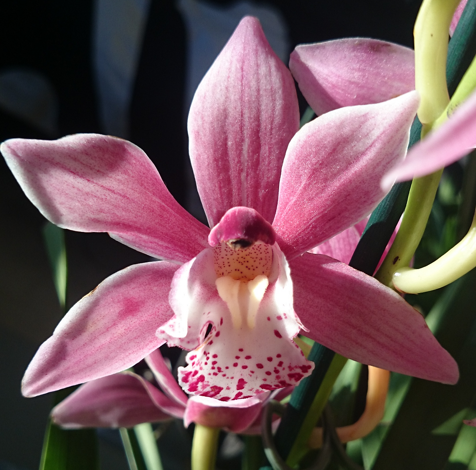 Cymbidium Hybrid