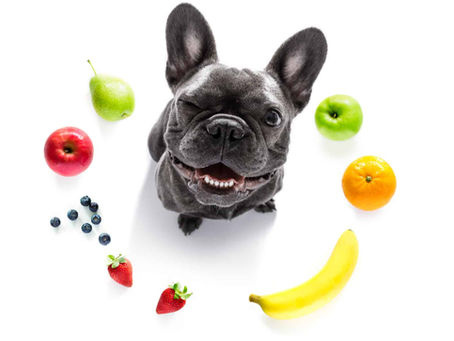 FRUTAS E LEGUMES NA ALIMENTAÇÃO DO SEU FRENCHIE