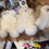 Thumbnail: Alpaca fleece teddy bear white or brown and white