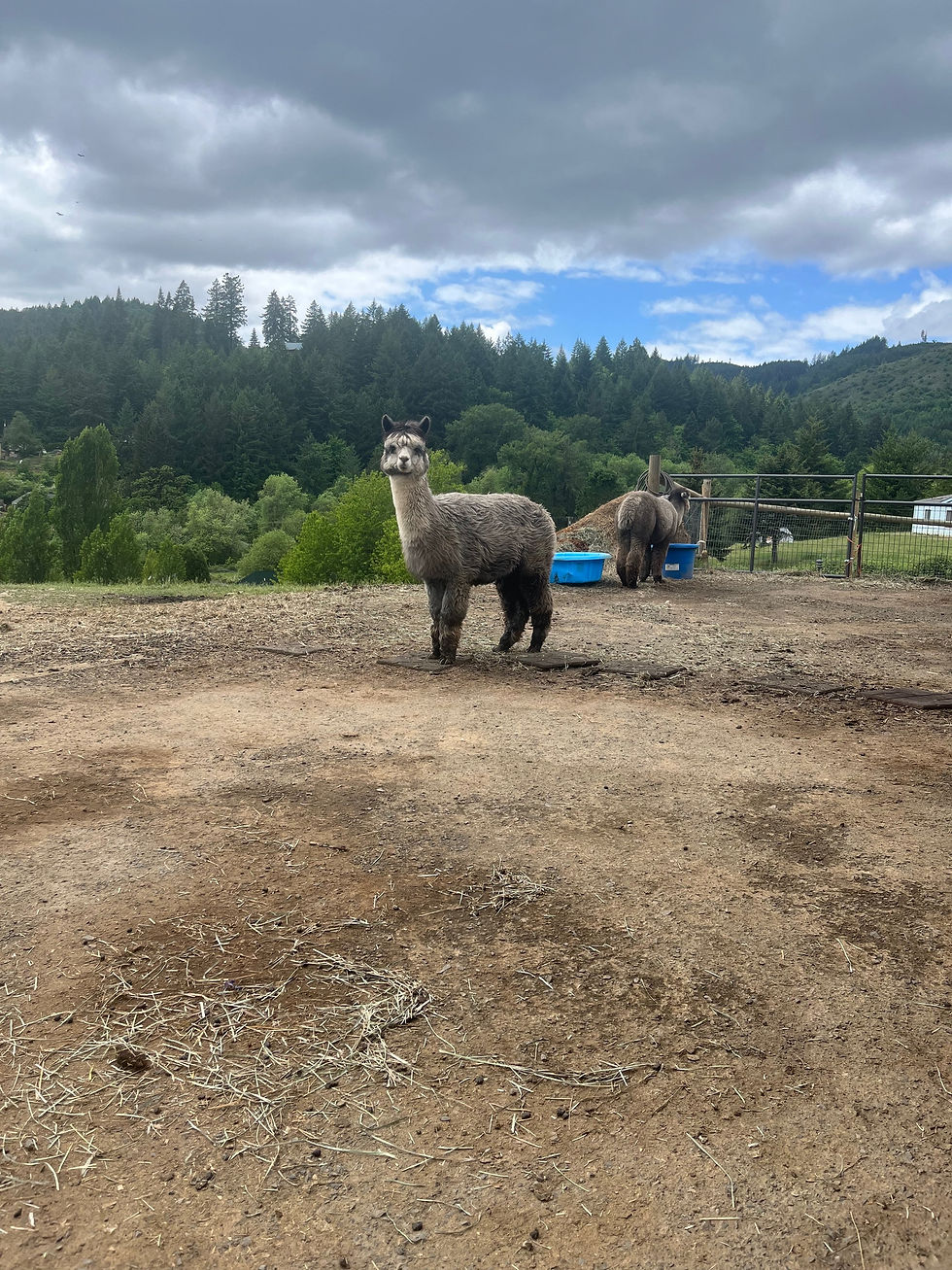 Alpaca Open House -canceled No RSVP's