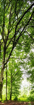 AP-Duy-Ahn-Cyprien-Chabert-Arbre-06-2016-12-scaled copie.jpeg