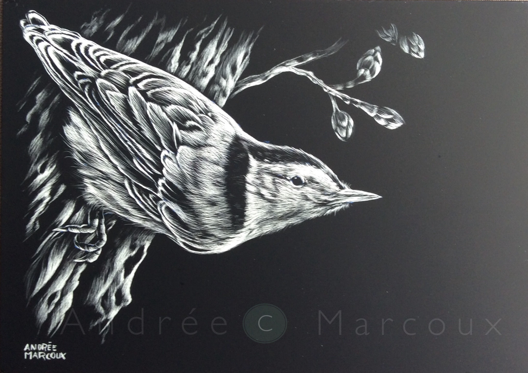 Sitelle Reproduction  de Andrée Marcoux-art animalier Québec Canada