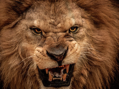 BEAST MODE