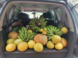 coffre pleins de fruits