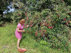 cueillette litchis
