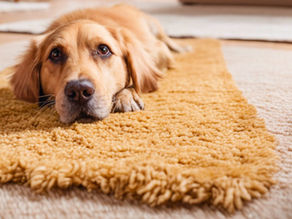 Dog on a rug 