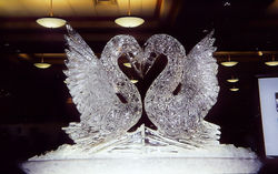 two swans