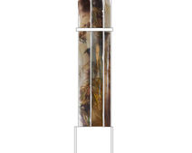 Paraphytus