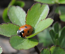 Gardener, Gardening Information
