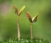 Gardener, Gardening Information