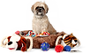 _Shih Tzu with Toys .webp