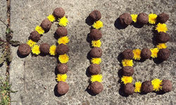 Seed Bombing 412