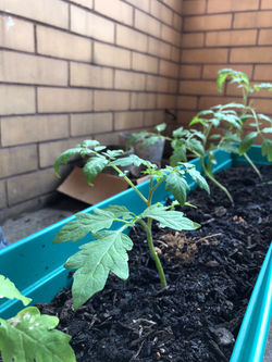 Tomatoes
