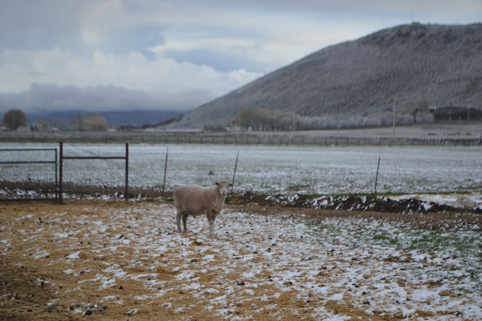 A single white sheep stands in the middle of a field during winter and stares right at the camera. A light dusting of snow dots the ground. In the distance, a rolling hill meets a sky of white clouds.