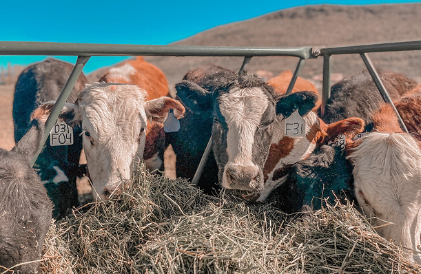 A half dozen cows stick their heads into a hay feeder to eat a mixture of hay and alfalfa. Two cows with white faces look straight at the camera. They both have white ear tags. The cow on the left's tag says "031F04," and the cow on the right's tag says "F31. Behind them, the sky is bright blue and a grey mountain stands in the distance.