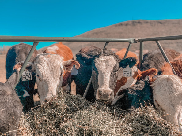A half dozen cows stick their heads into a hay feeder to eat a mixture of hay and alfalfa. Two cows with white faces look straight at the camera. They both have white ear tags. The cow on the left's tag says "031F04," and the cow on the right's tag says "F31. Behind them, the sky is bright blue and a grey mountain stands in the distance.