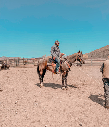 A white man with hair to his ears wearing black sunglasses is sitting on a dark brown horse. The horse is wearing a brown saddle and a white saddle pad. The man is holding a rope that is tied to something outside of the camera's view. The sky is bright blue and the ground is light brown