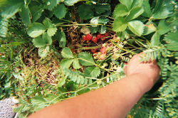 Strawberry Patch Delight