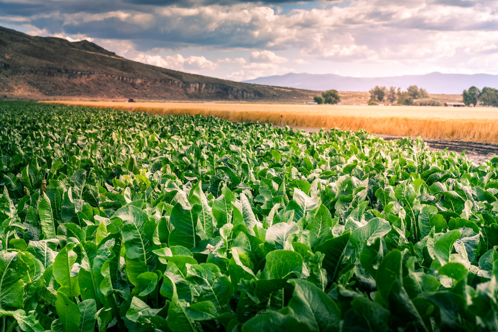 A field of bright green horseradish leaves stands against the background of a yellow grain field. In the distance stand the rolling hills of the Upper Klamath Basin. Gray and white clouds line the distance above a dozen green, bushy trees.