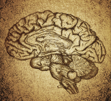 Brain Sketch