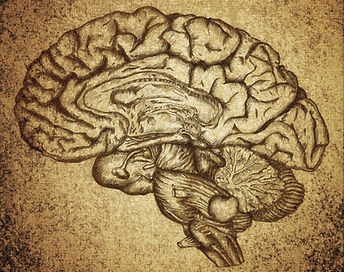 Brain Sketch