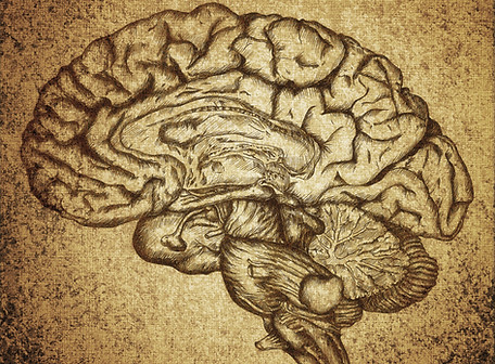 Brain Sketch