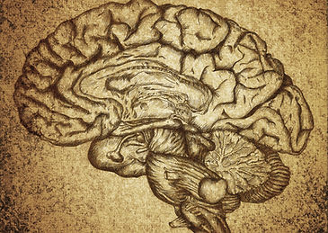 Brain Sketch