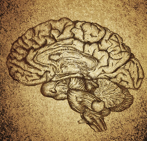 Brain Sketch