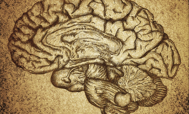 Brain Sketch