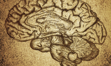 Sketch cerveau