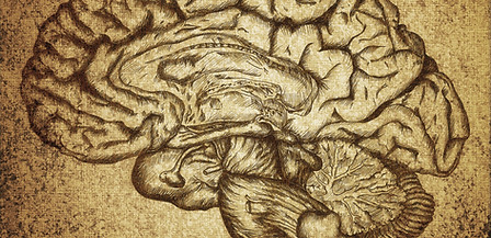 Sketch cerveau