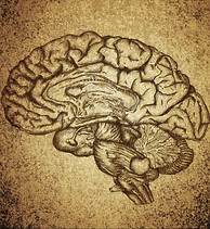 Brain Sketch