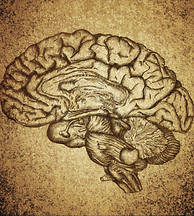 Brain Sketch