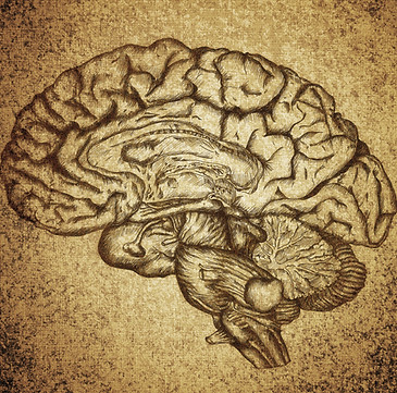 Brain Sketch
