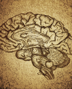 Boceto del cerebro