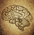 Vintage Brain Illustration
