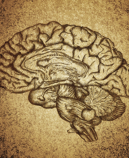 Brain Sketch