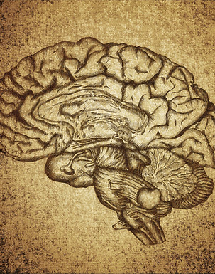 Brain Sketch