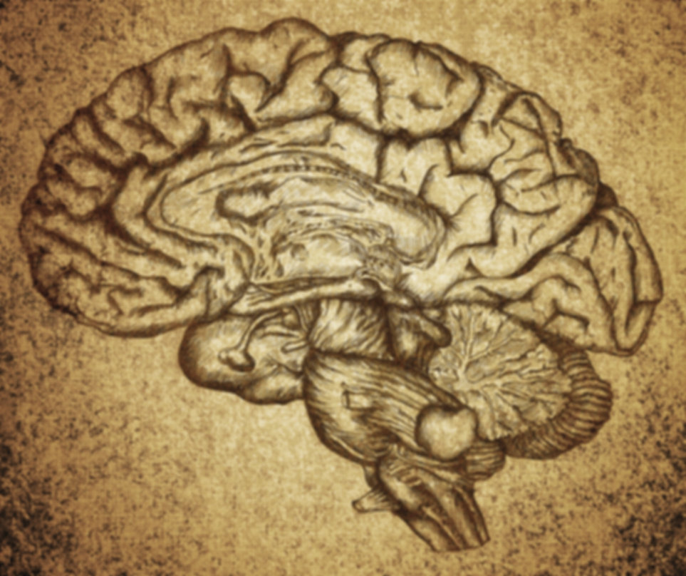 Brain Sketch