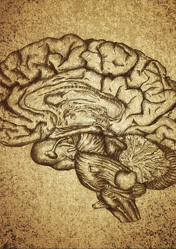 Brain Sketch