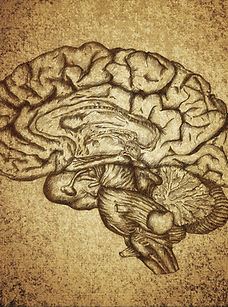 Brain Sketch