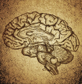Vintage Brain Illustration