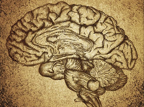 Sketch cerveau
