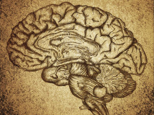 Sketch of a brain